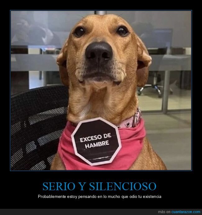 perro,seriedad,indiferencia,oficina,resignación
